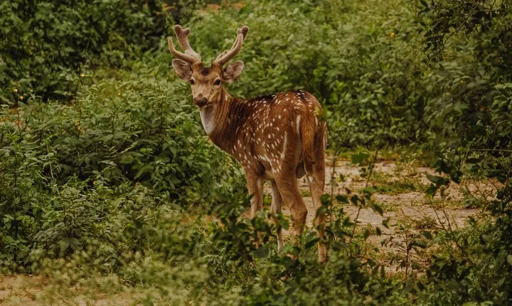  Bharatpur Bird watching & Wildlife from Delhi