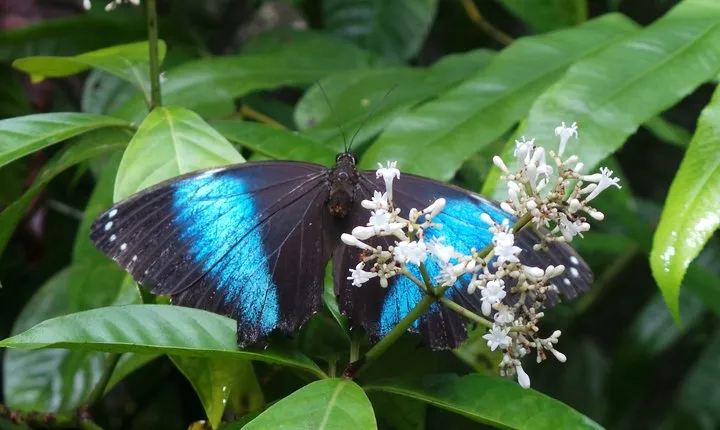 Neotropical Butterfly Park and Colakreek Full-Day Tour