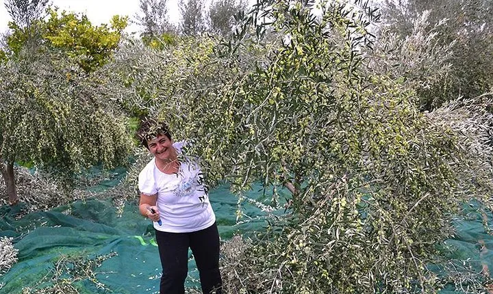 Olive harvest in Tuscany