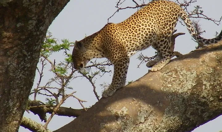 Jambo Jambo camping 3 Days Safari