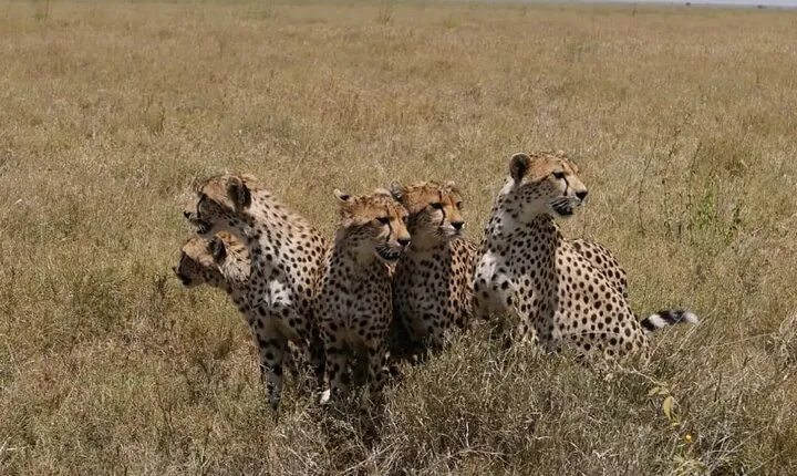 5 Days Taste of Tanzania Safari