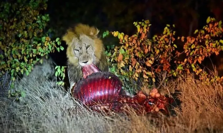 Kruger National Park Night Safari minimum 4people