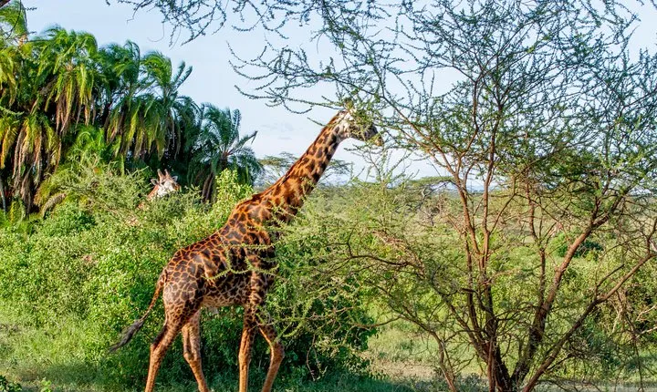 6 Days Luxury Northern Circuit Safari - A Glimpse of Tanzania Adventure