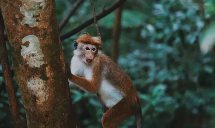 Sinharaja Rainforest Day Tour By Rainforest Expedition