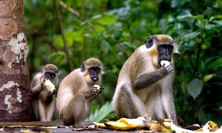Half-Day Barbados Caves and Critters Tour with Pick Up