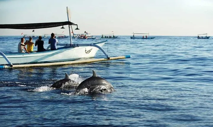 Dolphin Discovery: Exploring the Wild Habitat in North Bali