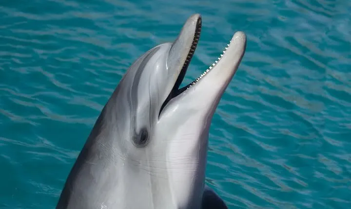 Dolphin Watching & Snorkeling in Key West with Sunset Dinner Cruise and Open Bar