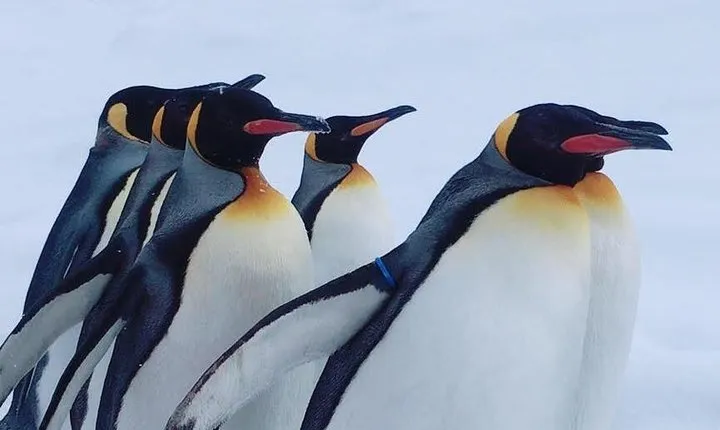 Winter Asahiyama Zoo and blue pond "Aoi-Ike" 1 Day bus tour