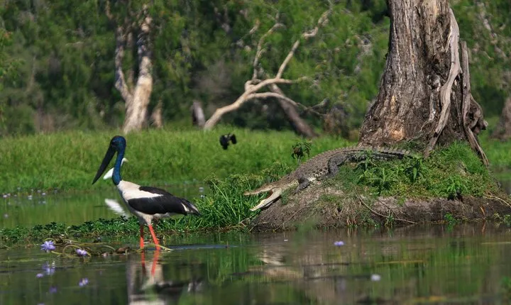 Corroboree Billabong Wetland Cruises - 1.5 hour Morning cruise