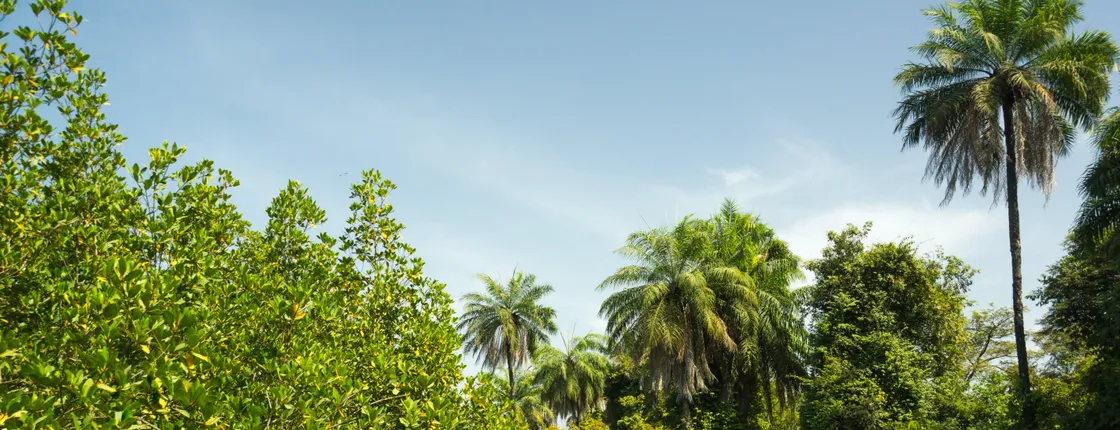 Makasutu Culture Forest full-day tour