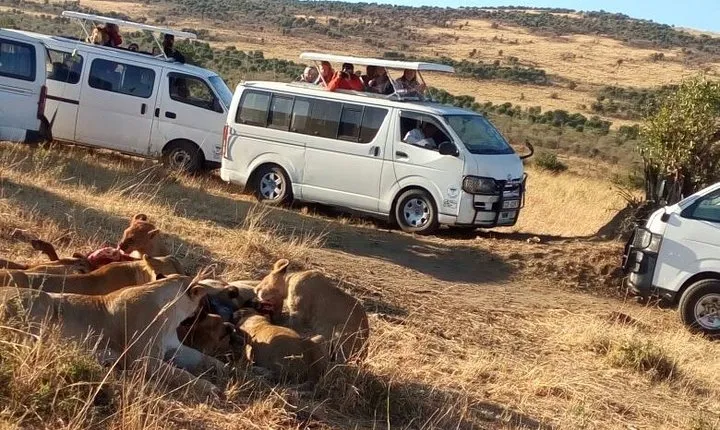 4days Masai Mara and Lake Nakuru Group Joining Budget Safari