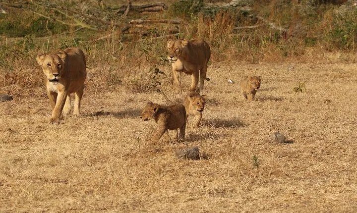 3 Days Serengeti & Ngorongoro Group Camping Safari