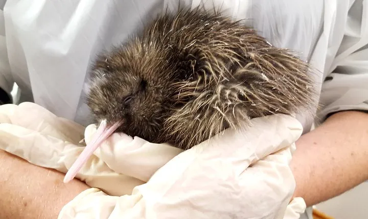 Skip the Line: Franz Josef Wildlife Center Ticket with Optional Backstage Pass