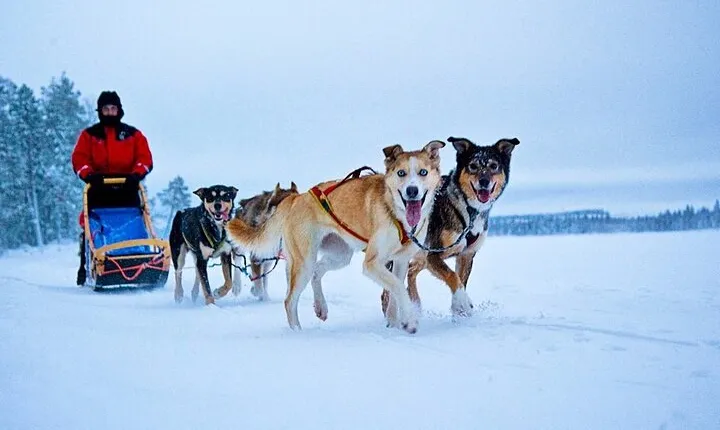 Huskies 5km Self Driven Sled Ride