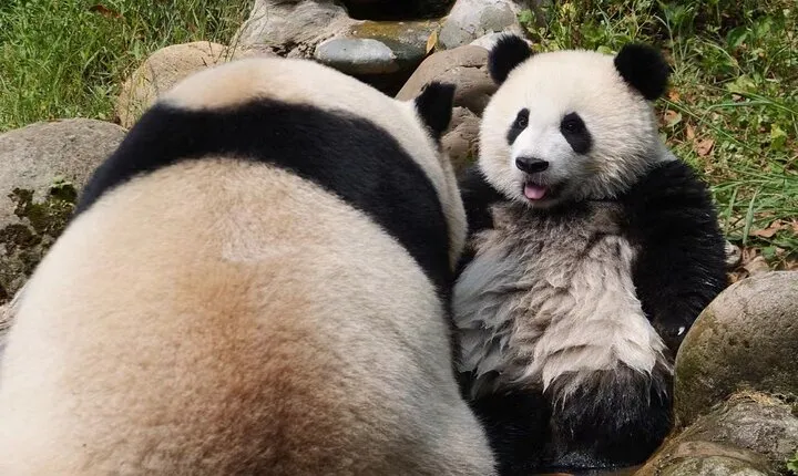 Dujingyan Panda Sanctuary Half day tour option panda volunteer