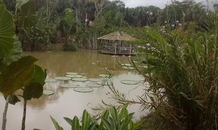Full day tour amazon river 2020