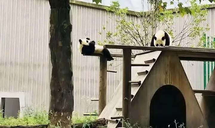 Chengdu Expert Tour of Panda Research Center Plus Your Interested Site