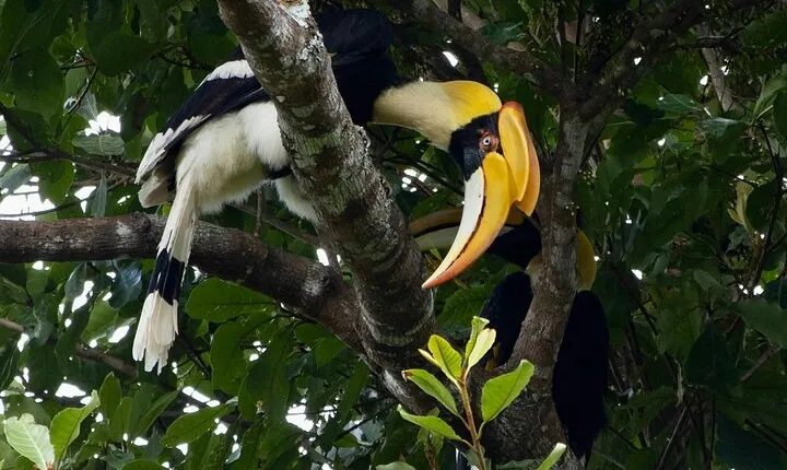Rishikesh Bird Watching with Cultural Trails Tour From Delhi