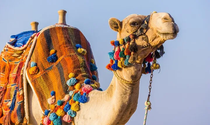 Camel Ride Along the Luxor West Bank