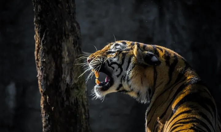 4-Days Golden Triangle Tour with Ranthambore Safari from Delhi