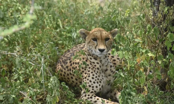 Chase the Big 5: 3-Day Mixed Safari to Serengeti & Ngorongoro