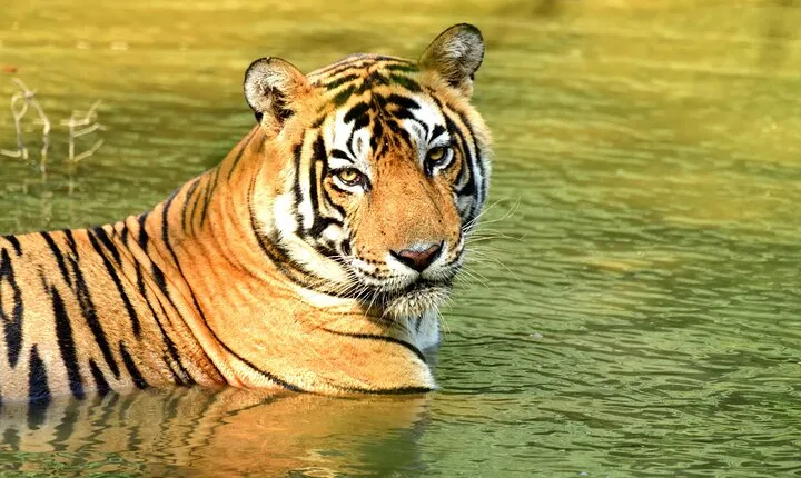 From Delhi: 4 Day Golden Triangle and Tiger Safari Private Tour