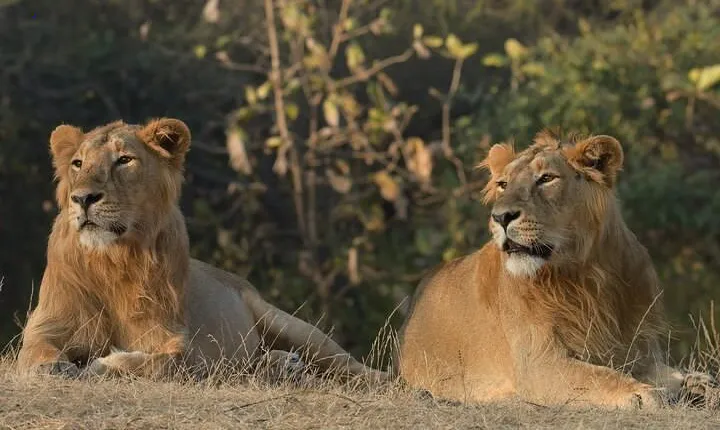 Private Lion Safari in the Gir National Park in Gujarat