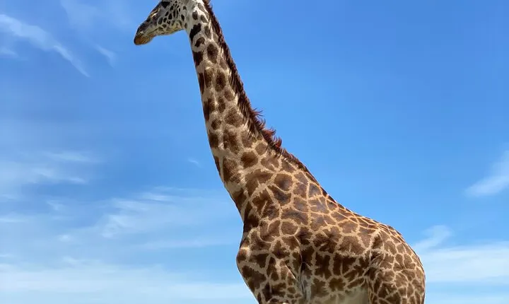 3-Days Arusha National Park-Tarangire park - Ngorongoro Crater