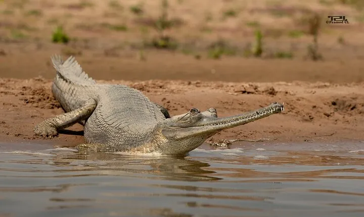 National Chambal Sanctuary and Alligator Day Tour from Sawai Madhopur
