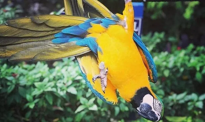 Rockland Bird Sanctuary Tour [Transportation] Hotel Pick-Up