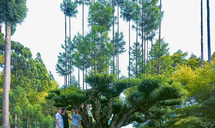 Kyoto Highlights & Hidden Gems in Nature (Private Van Eng-Guide)