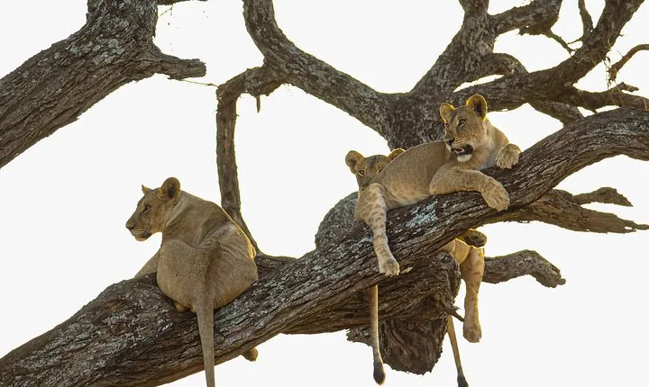 6 Days Private Safari with Mid-range Lodges or Camps