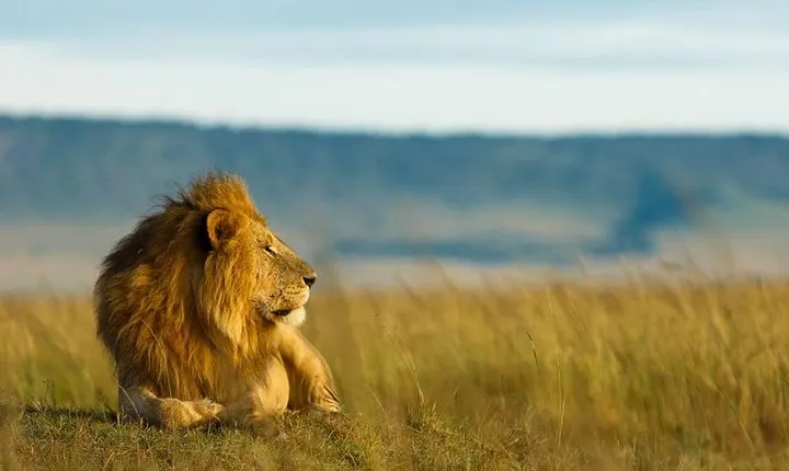 Tarangire Day Private tour trip