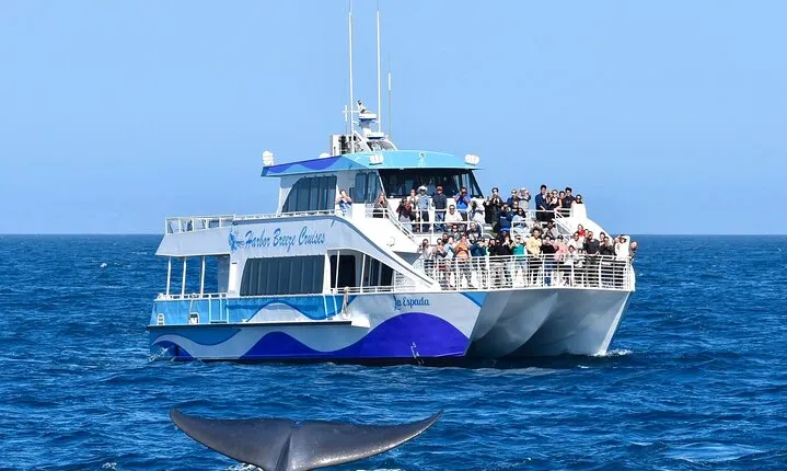 Guided Whale Watching Tour from Long Beach