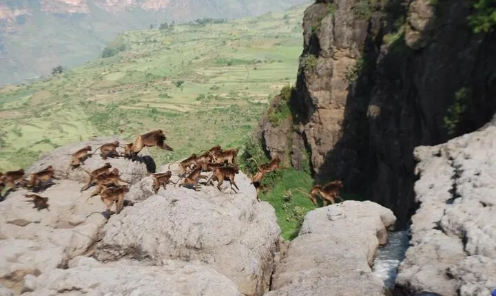 Nature & Historical day trip to Debrelibanos and the beautiful Jemma valley