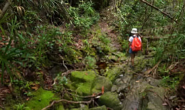Khao Sok Rainforest | Hiking & Bamboo Rafting