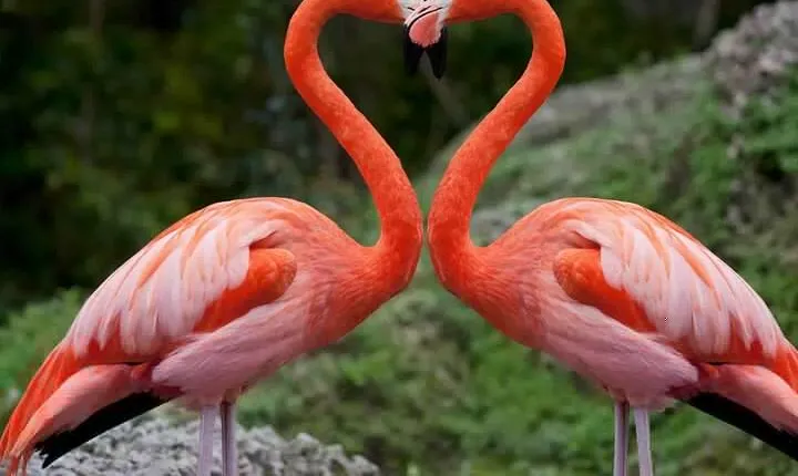 Full-Day Lake Nakuru National Park Private Tour from Nairobi