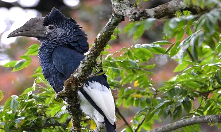 10 Days Rwanda Safari - Gorilla Tour & Wildlife Viewing