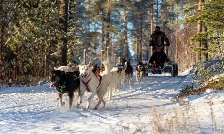 Husky Cart Ride Adventure