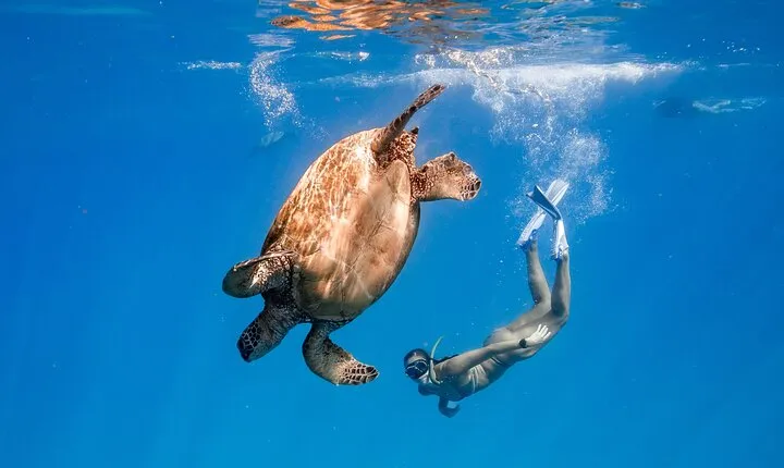 Turtle Canyon Snorkel: Semi Private Boat Tour