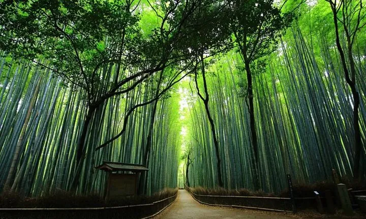 Private Kyoto Tour with Hotel pick up and Drop off
