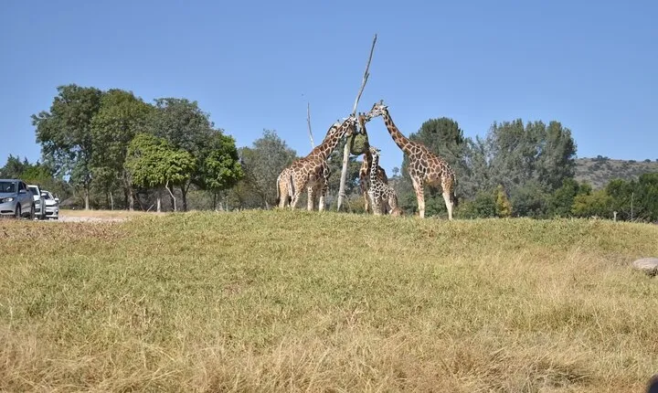 Africam safari (private tour)