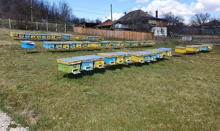 10 hours Private Apiary Tour in Romania - From Bucharest