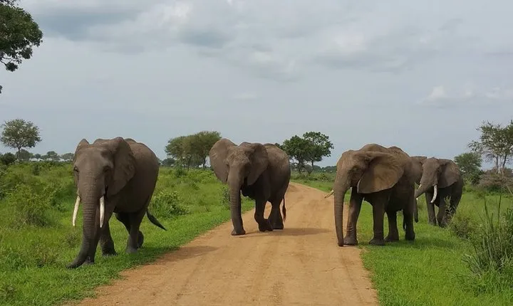 8 Days Safari to Mikumi NP, Ruaha NP and Nyerere NP + Isimila Stone Age Site