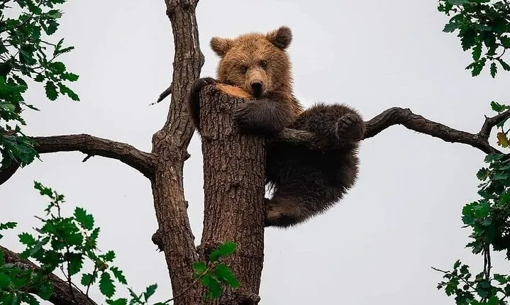 Brasov: Bears Sanctuary, Rasnov Fortress, Bran Castle GUIDED Tour