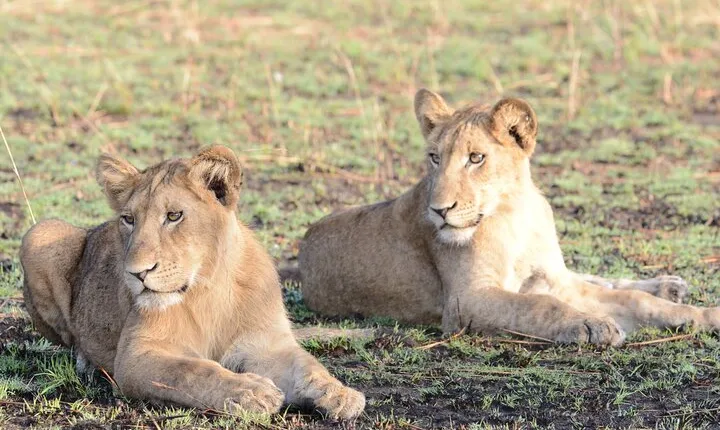 13 Day Uganda Safari with Gorillas, Chimps & Tree climbing lions