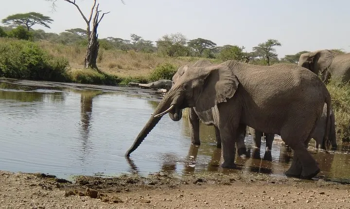 4 Days Lake Manyara, Ngorongoro and Tarangire National Park