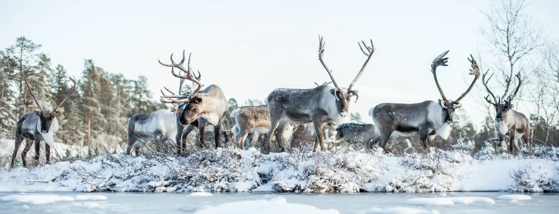 Day Trip to Ranua Zoo With Husky Farm and Reindeer Farm Visit