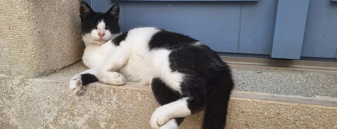 Cats of Cres walking tour of the Old Town and hidden heritage