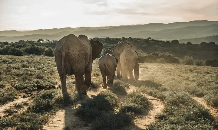 Addo Elephant National Park All Inclusive Full-Day Safari